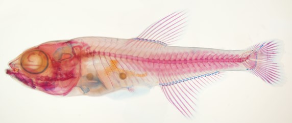 Red eye tetra stained to highlight adult skeletal anatomy