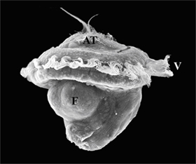 A scanning electron micrograph of a larva of the Antarctic Limpet Nacella concinna.