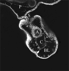 An optical section through a developing clone of a sea star larva.