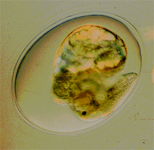 Developmental stage of a freshwater snail (Physa acuta)