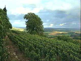 Vezelay Vigne