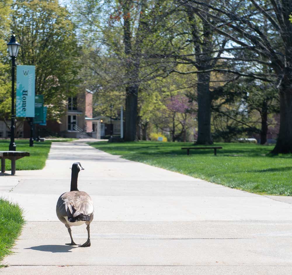 Nigel the Quad goose