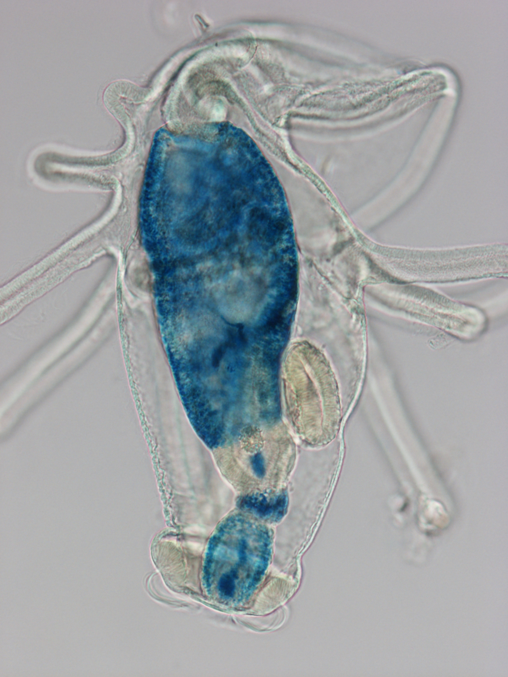 actinotroch larva
