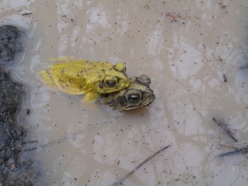 Two acquatic yellow toads mating