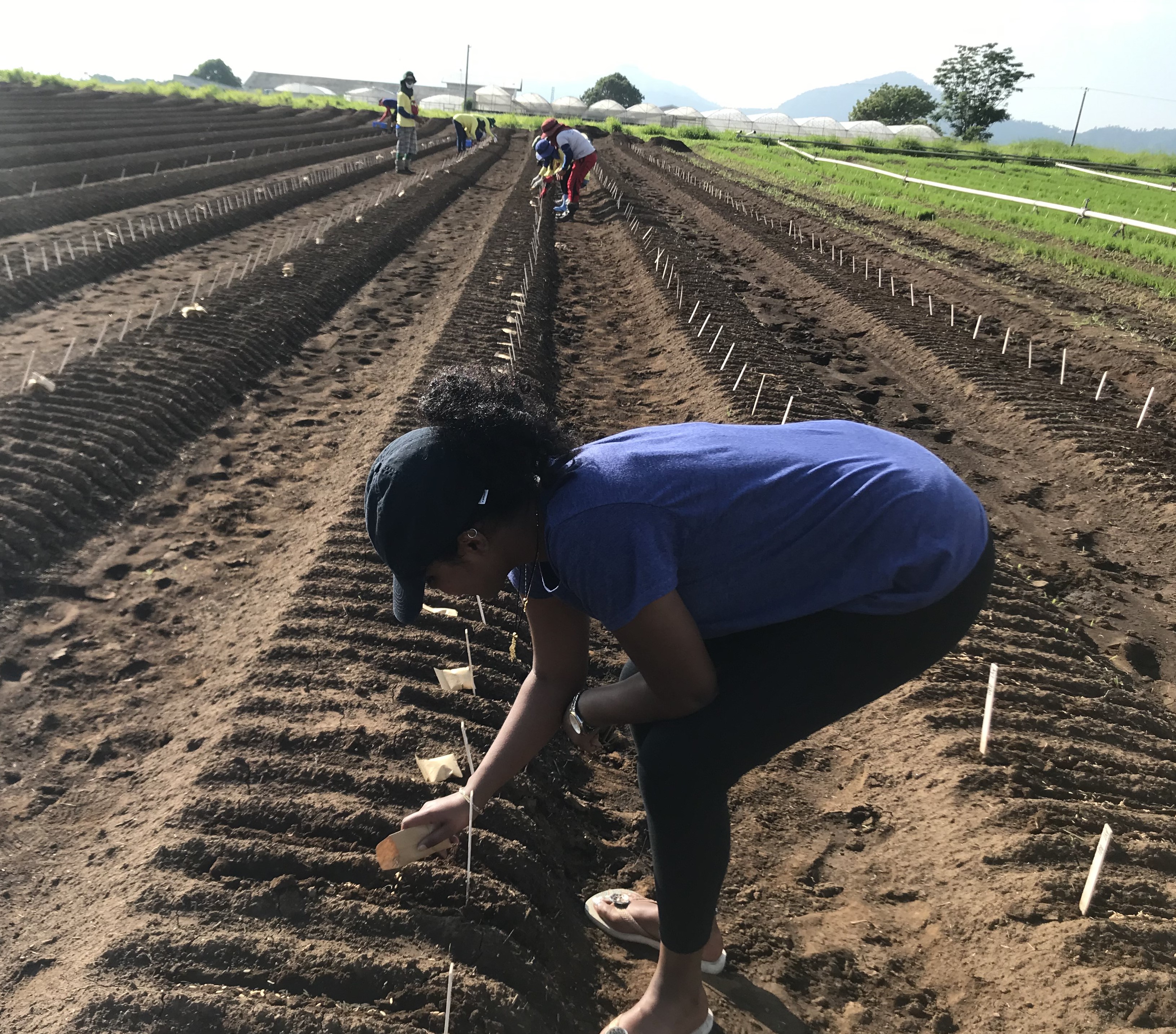 Planting rice in Los Baos, Philippines