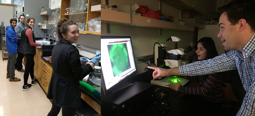 Schwend gene expression study with students