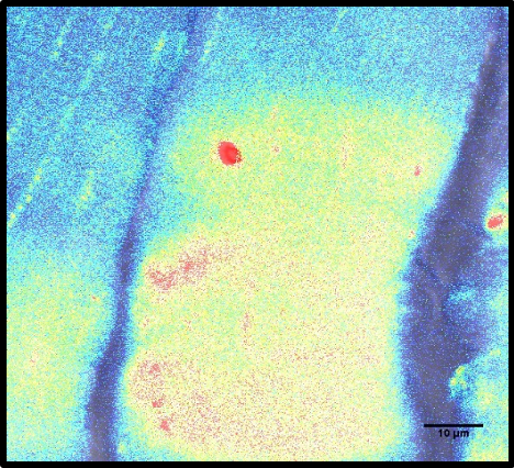 Electroporated muscle fiber that is injured with a multiphoton laser