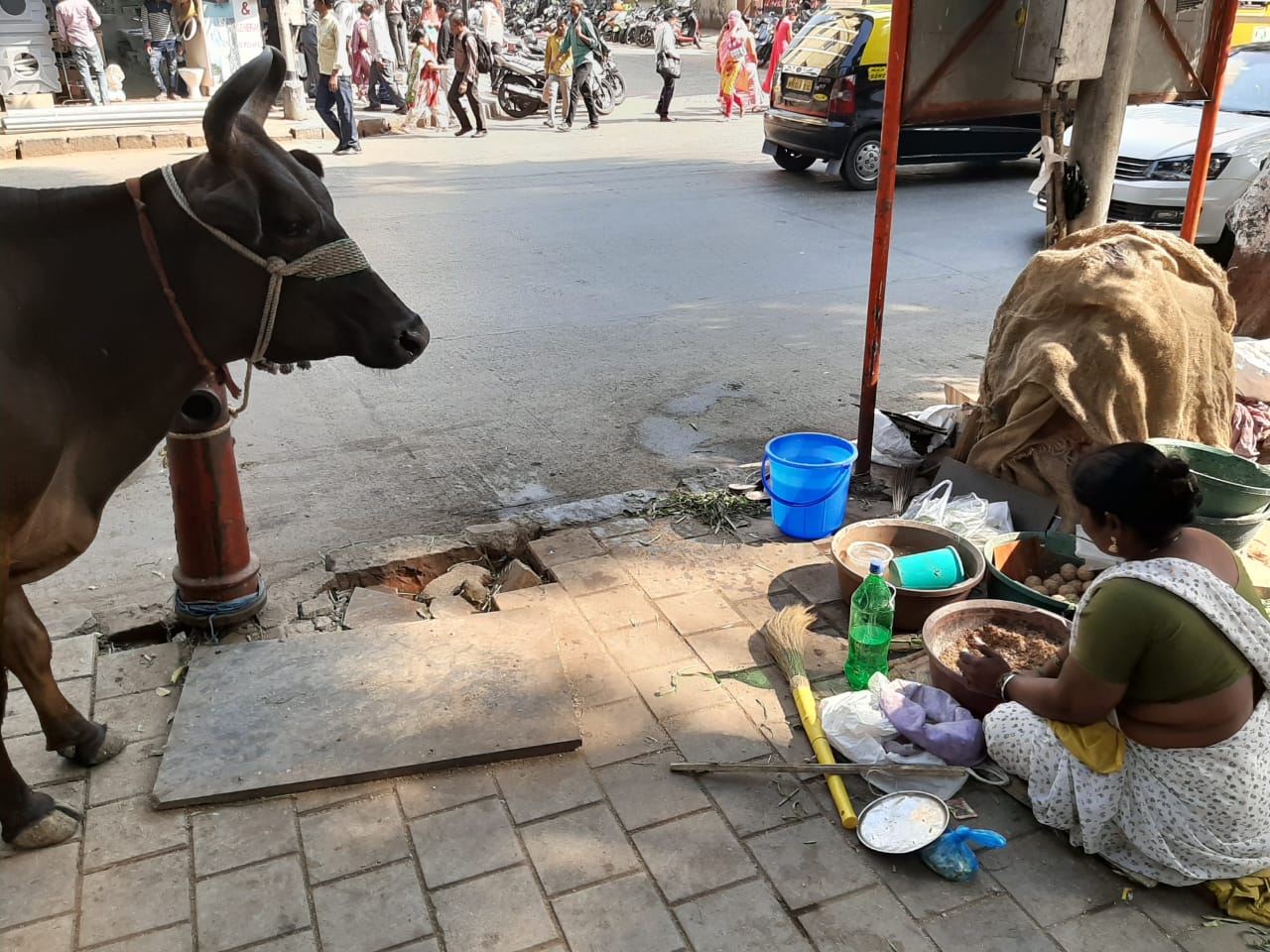 An opportunity to feed cows in Mumbai, India