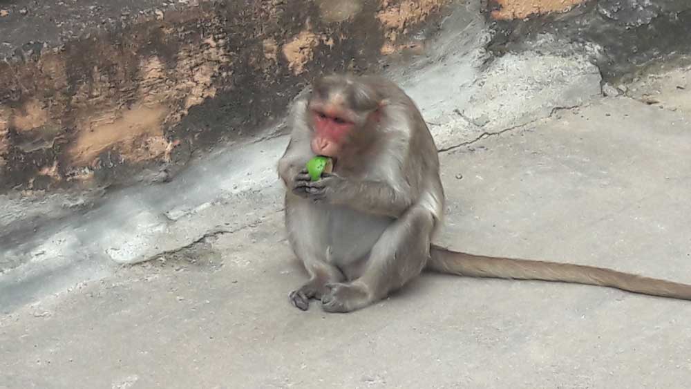 Monkey enjoying a fruit