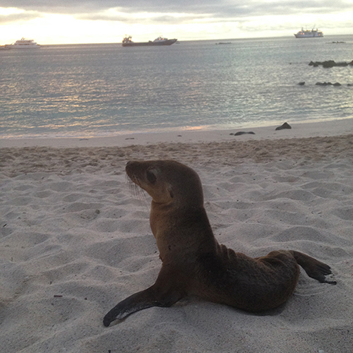 Sea lion on the beach