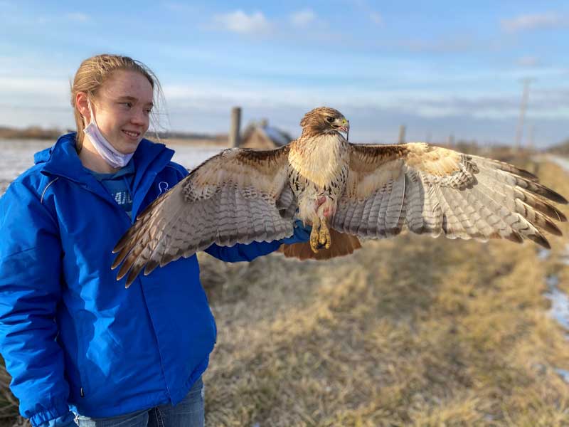 Rebekah Harden about to release a Red-tailed Hawk from which feather samples were taken to determine its migratory behavior. 