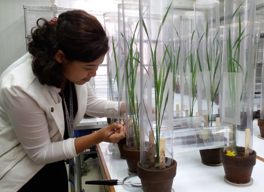 Ojaswee Shrestha experiments with biological pest controls at the International Rice Research Institute