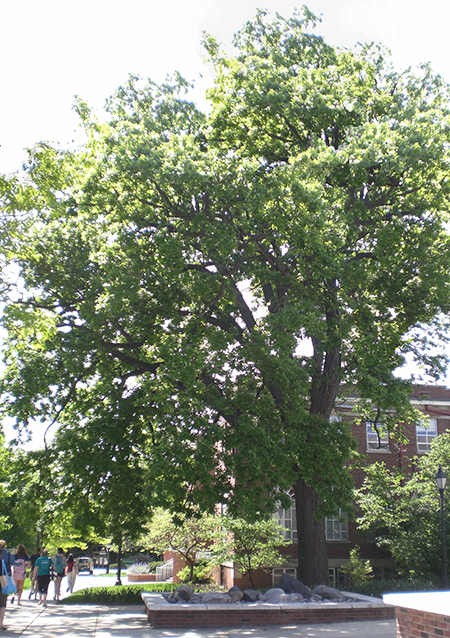 burr oak