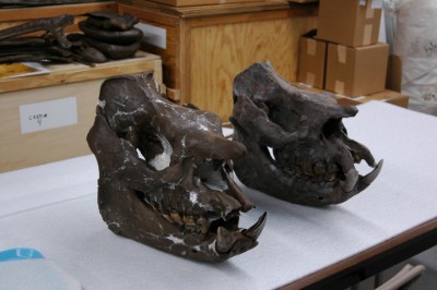 skull comparison