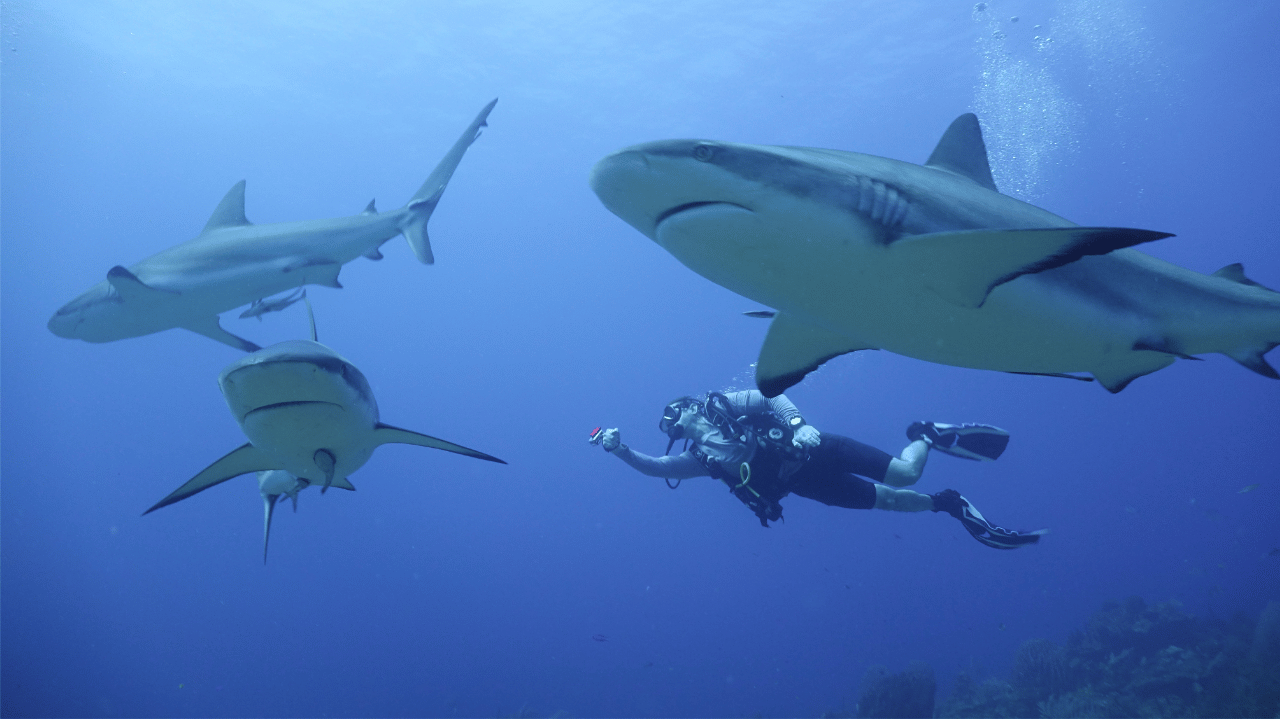Student swimming with sharks