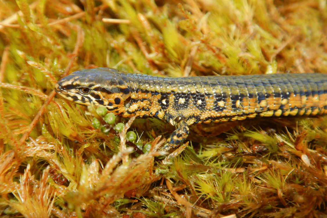 Proctoporus titans lizard on a bed of moss