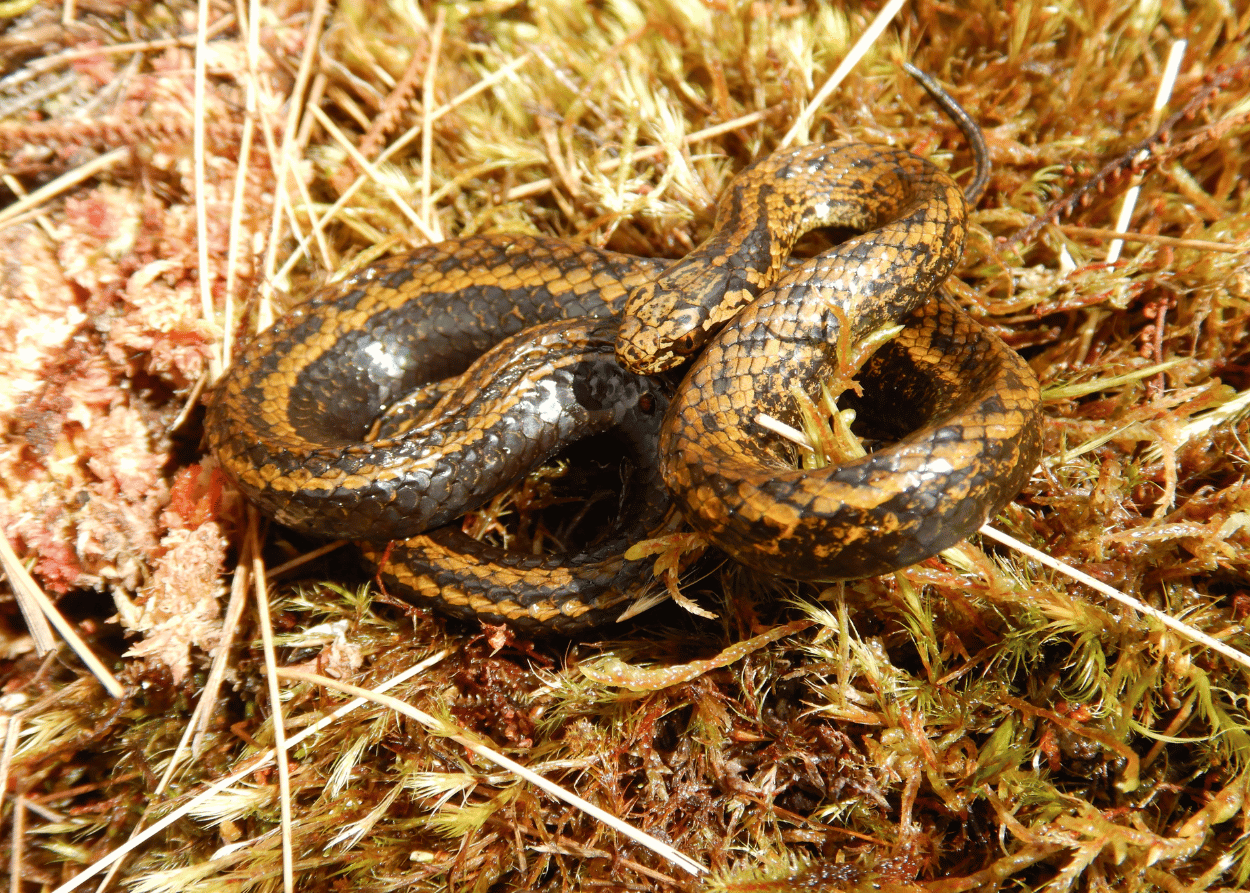 copper snake curled up in grass