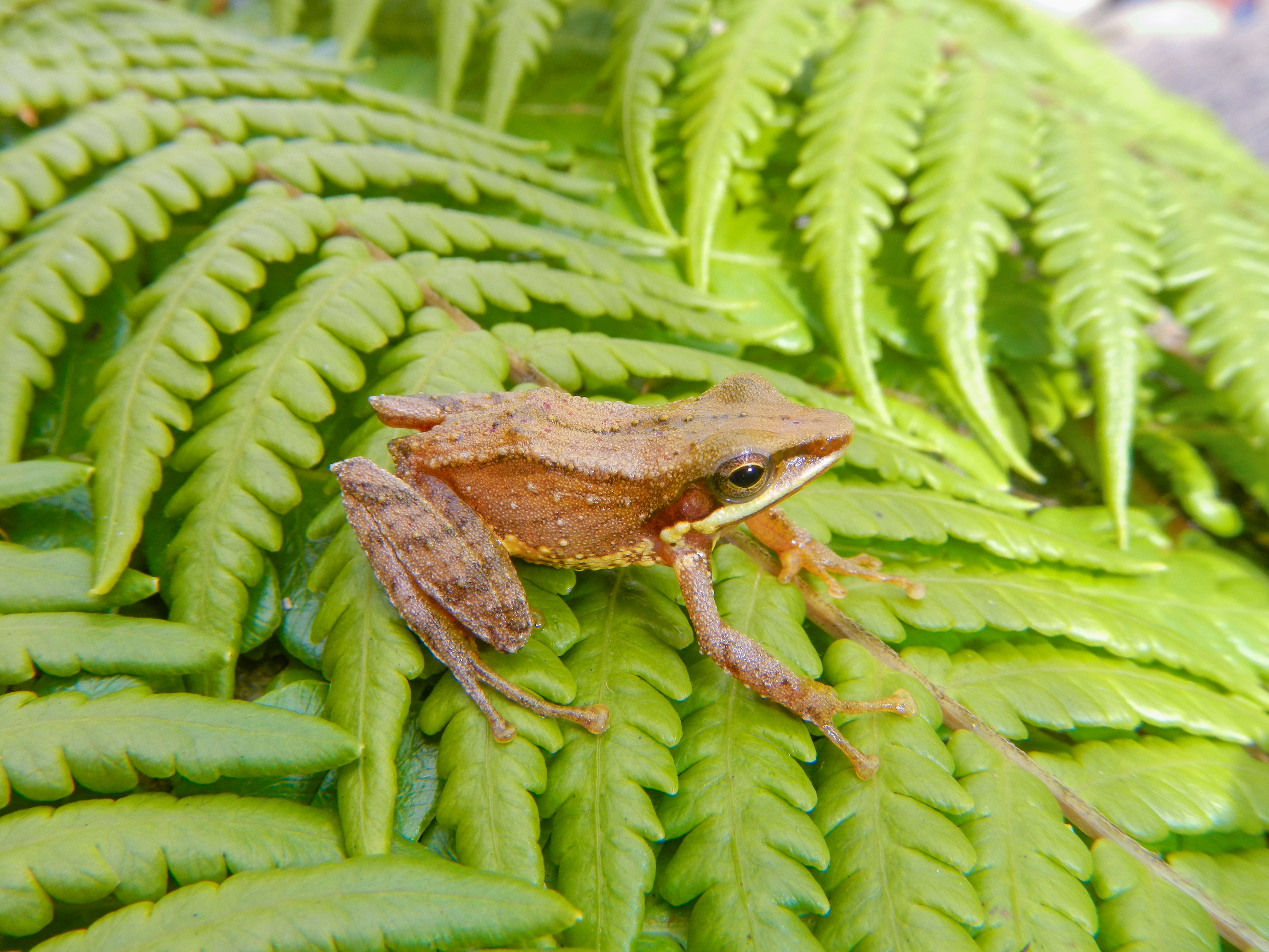 Pristimantis Sagittulus Frog